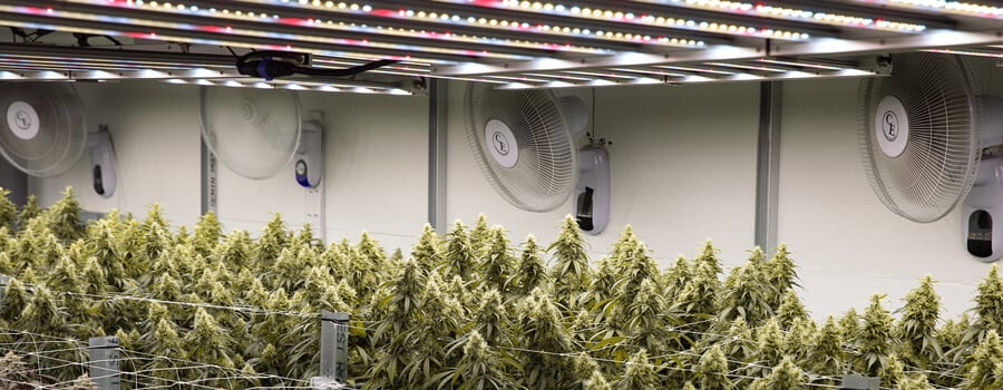 Can Plants Get Too Much Light? A large indoor grow room filled with cannabis plants. The plants are growing in rows under bright lights. There are also fans and other equipment in the room.