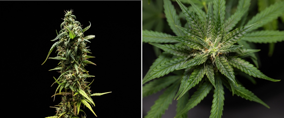 NYC Sour Diesel Auto cannabis plant in week 8 of flowering with milky trichomes, compact aromatic buds, heavy resin production, and a slightly less mature top cola near harvest