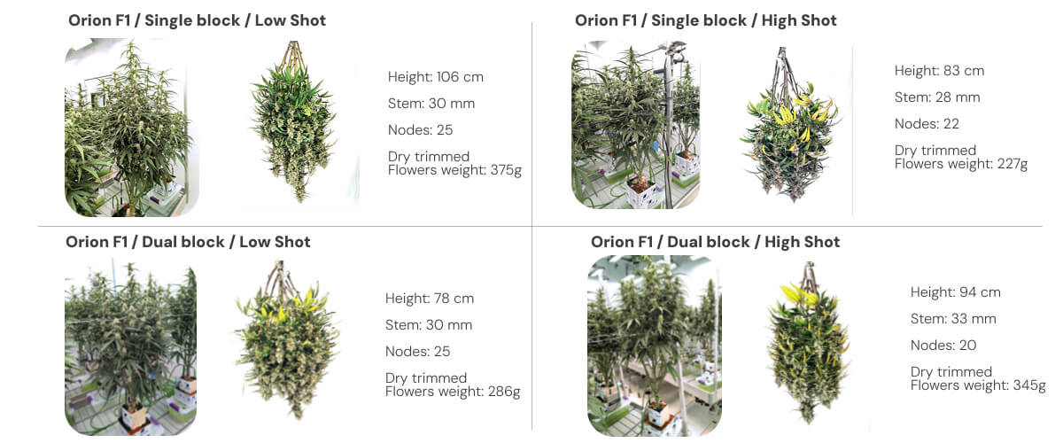 Orion F1 results overview: single vs dual block irrigation treatments Results overview of Orion F1 cannabis plants comparing single and dual block systems under low and high irrigation shots