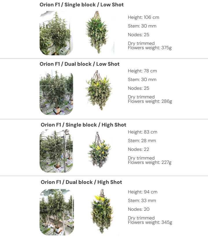 Orion F1 results overview: single vs dual block irrigation treatments Results overview of Orion F1 cannabis plants comparing single and dual block systems under low and high irrigation shots