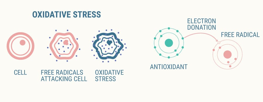 Oxidative Stress