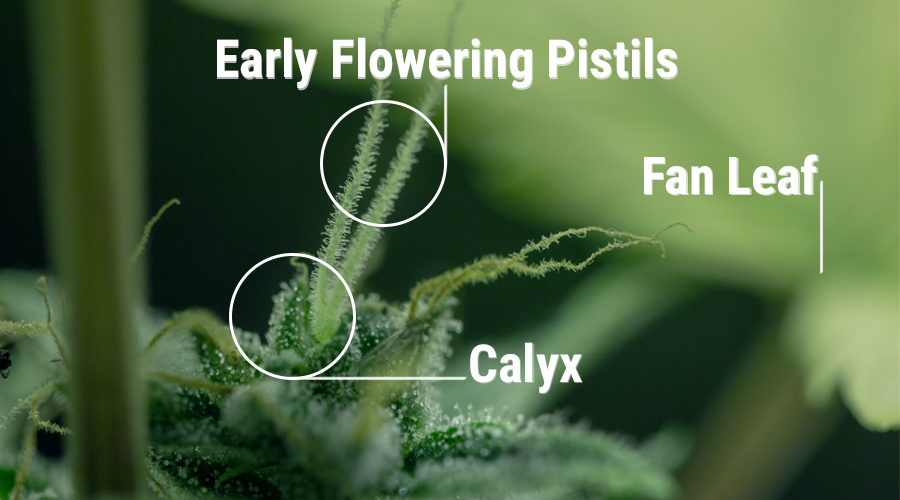 calyx cannabis plant female reproductive organs of the plant