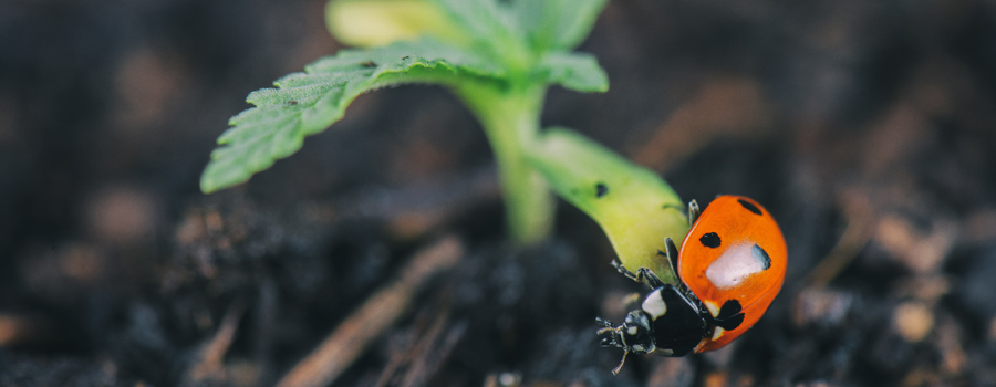 Predator Ladybug Aphids