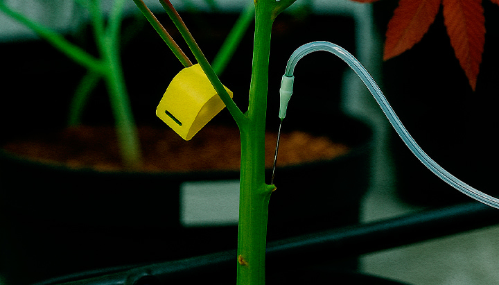 PSIS stem injection on cannabis plant direct sucrose feeding Close-up of PSIS technique: sucrose solution being injected directly into the cannabis stem during flowering stage to boost bud weight and cannabinoid production
