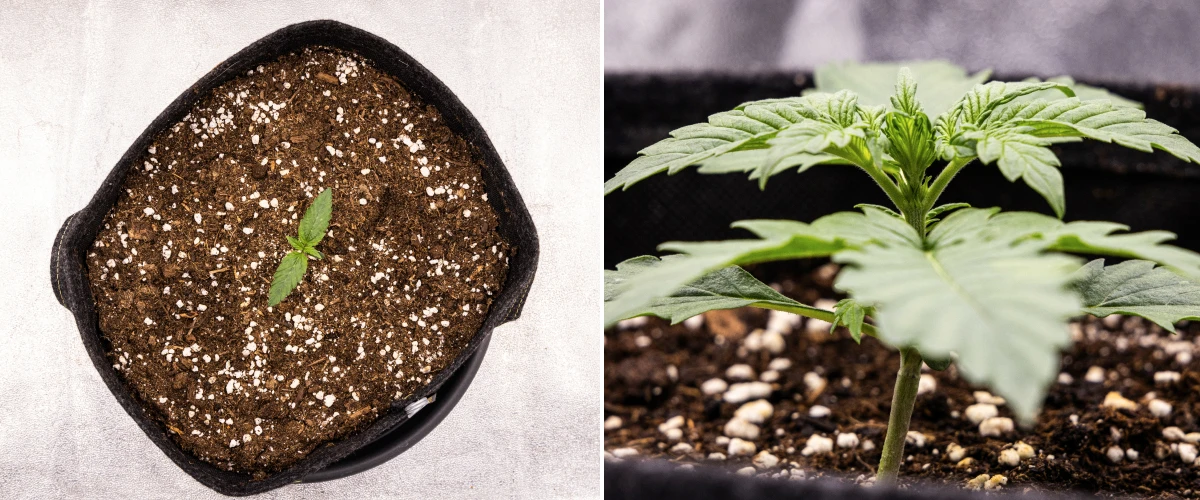 Pink Mist Auto Grow Report Week 1: Seedling Stage Pink Mist Auto cannabis seedling during week 1, showing early growth in a fabric pot filled with soil and the development of its first true leaves.