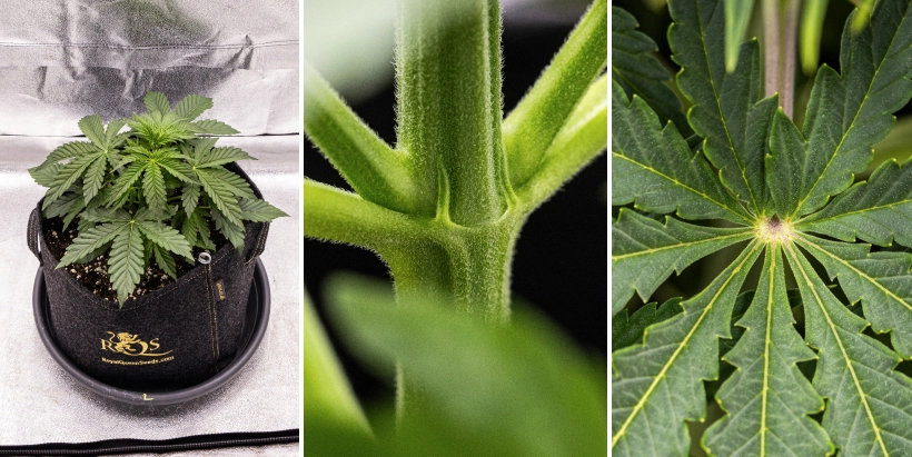 Pink Mist Auto Grow Report Weeks 2–4: Vegetative Growth Pink Mist Auto cannabis plant during weeks 2–4 of vegetative growth, showing healthy green foliage, developing branches, and the first signs of flowering.