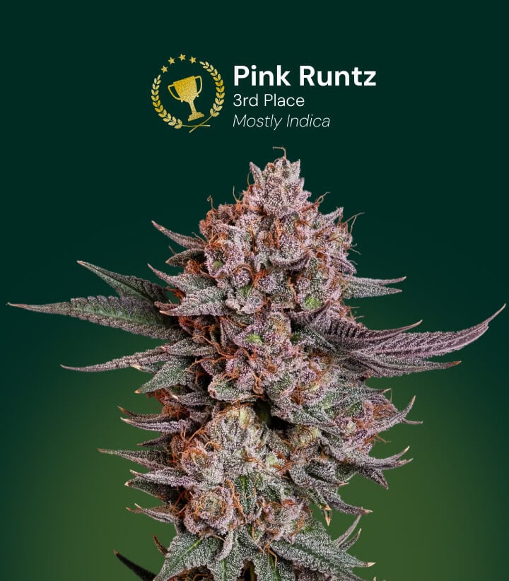 Pink Runtz cannabis flower, 3rd place award winner, mostly indica