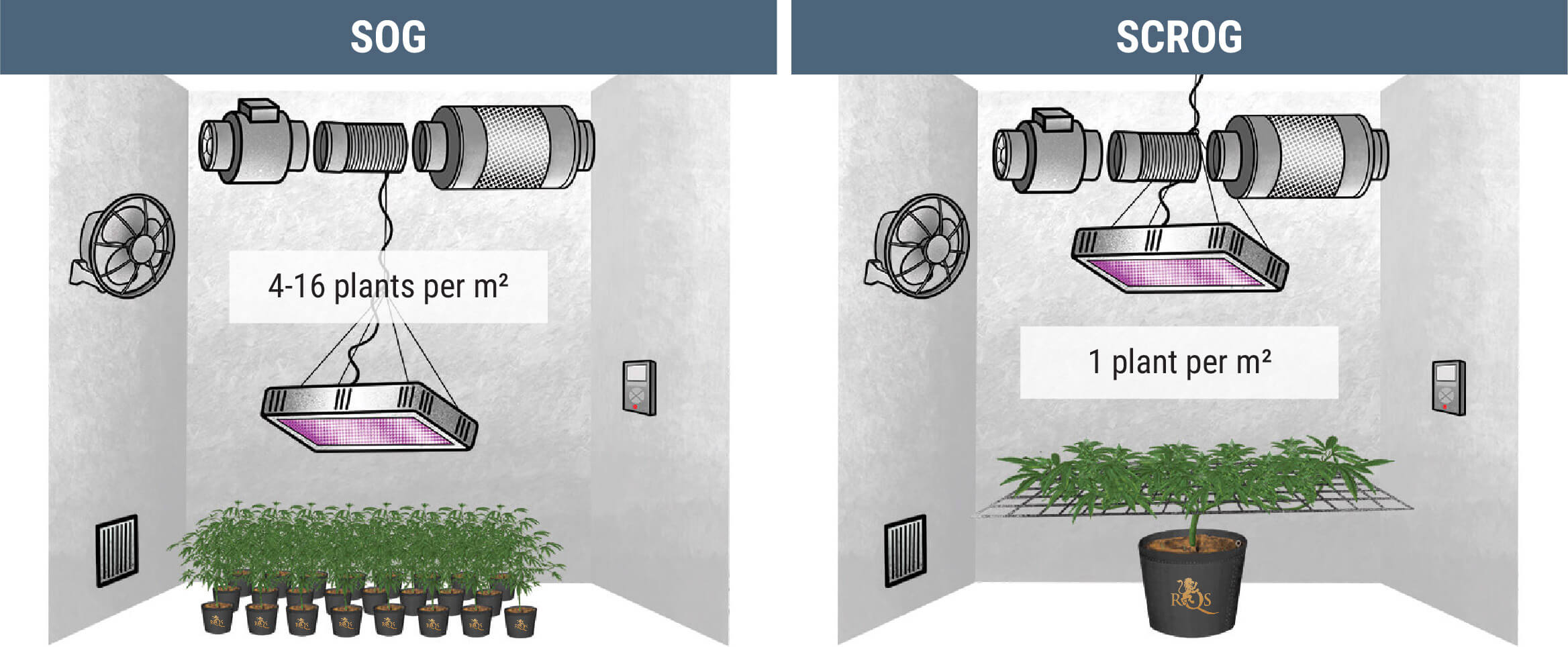 How Many Cannabis Plants Can You Grow Per Square Metre?