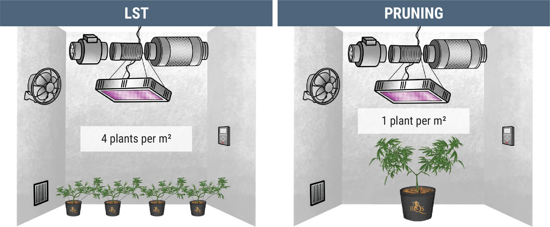 How Many Cannabis Plants Can You Grow Per Square Metre?