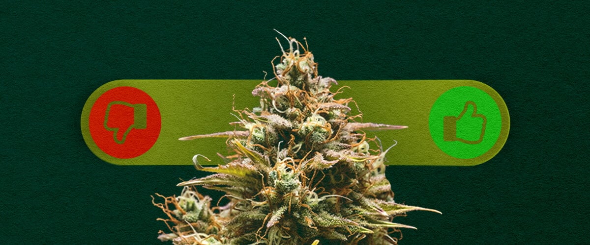 Autoflower Cannabis: Weighing the Pros and Cons of Growing Pros and cons of autoflower cannabis: Explore the advantages (fast growth, easy for beginners) and disadvantages (lower yields, less control) of growing autoflowering strains.