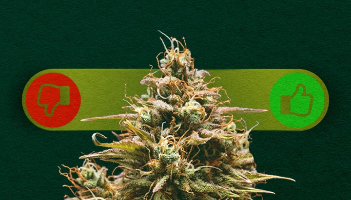 Autoflower Cannabis: Weighing the Pros and Cons of Growing Pros and cons of autoflower cannabis: Explore the advantages (fast growth, easy for beginners) and disadvantages (lower yields, less control) of growing autoflowering strains.