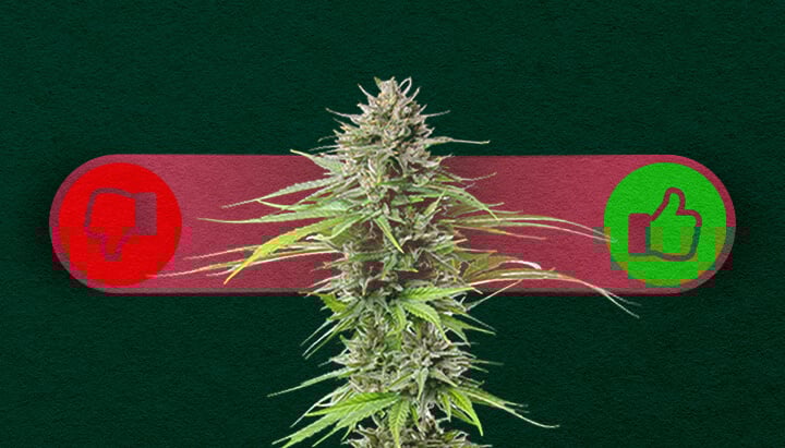 Photoperiod Cannabis: Weighing the Pros and Cons of Growing Pros and cons of photoperiod cannabis: Explore the advantages (higher yields, more control over growth) and disadvantages (longer grow time, requires light cycle management) of photoperiod strains.