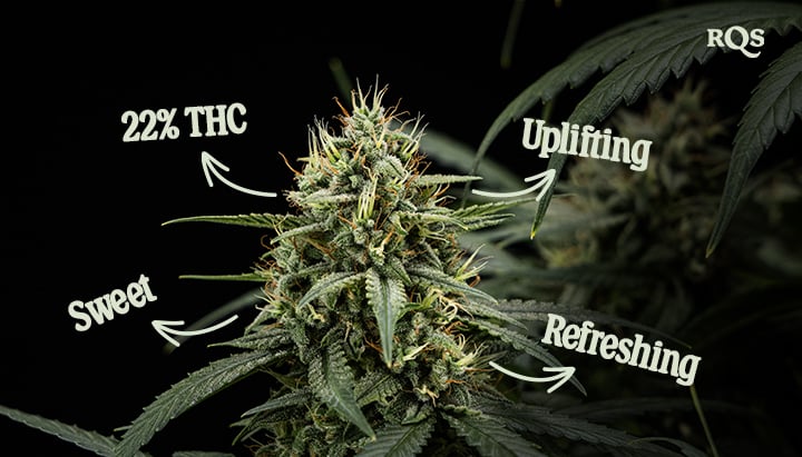 Purple Lemonade Auto Marijuana Plant Characteristics Close-up photo of a Purple Lemonade Auto marijuana plant with labels highlighting its THC content (22%), sweet flavor, uplifting effect, and refreshing characteristics.