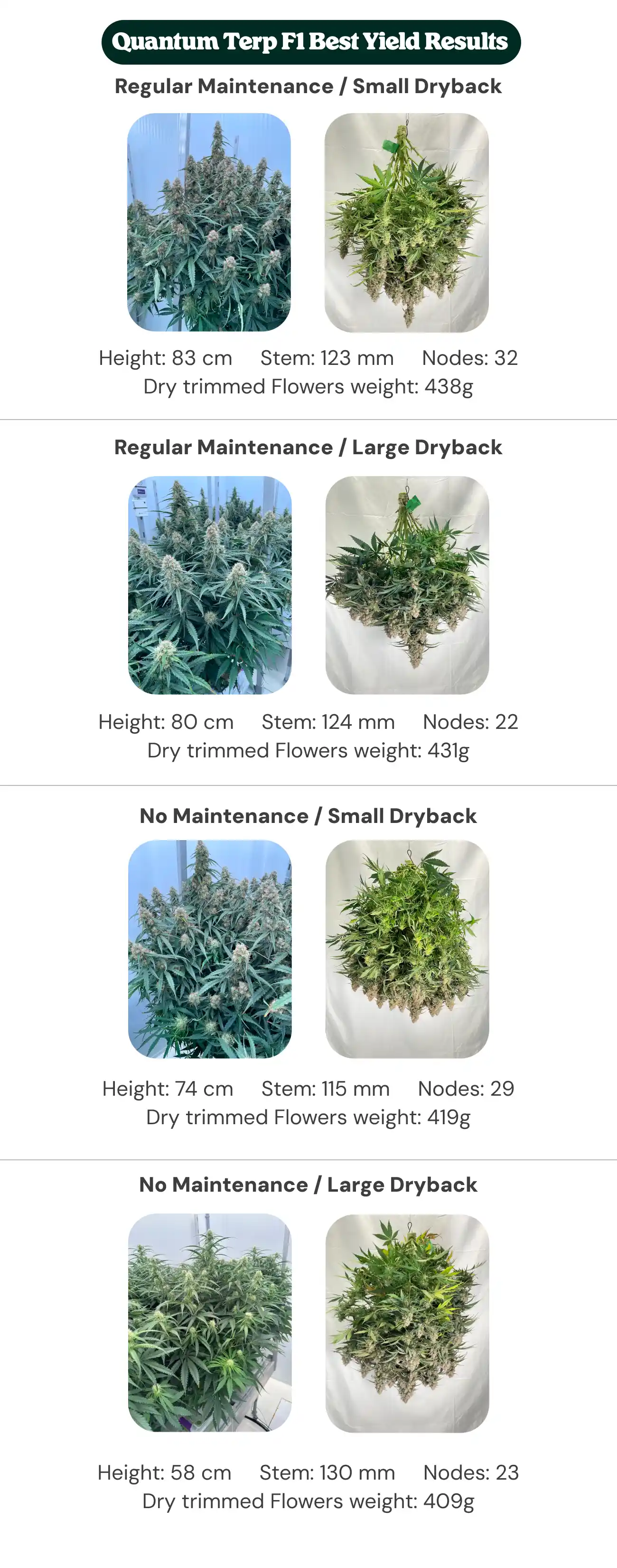 Quantum Terp F1 results overview showing regular maintenance and no maintenance treatments with small and large dryback, comparing plant height, stem diameter, node count, and dry trimmed flower weight.