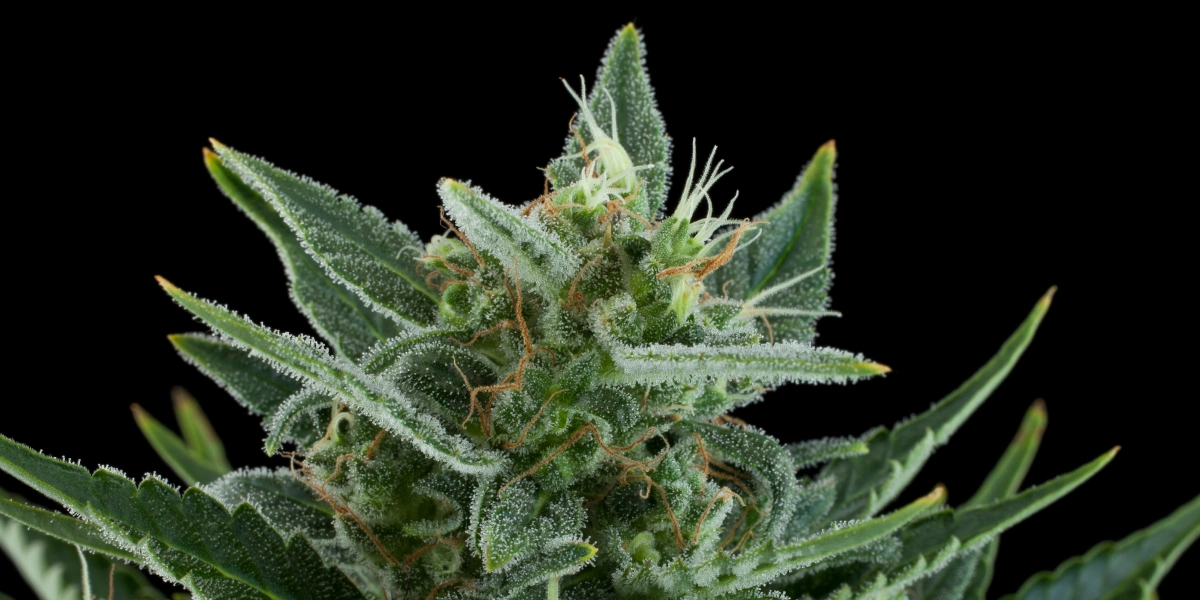 Quick One: Minimum Height and Speed Quick One cannabis bud with frosty resinous flowers, green sugar leaves, orange pistils, and compact growth against a dark background.