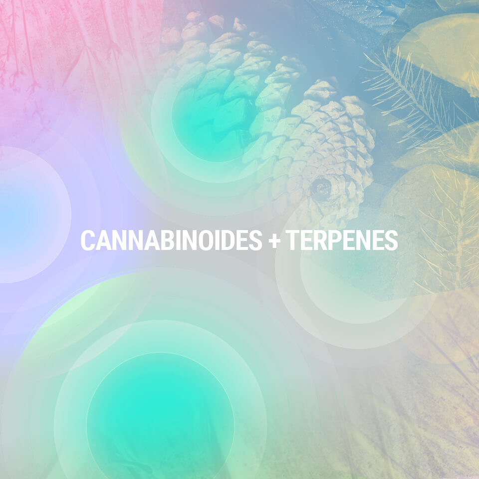 Understanding cannabis compounds 