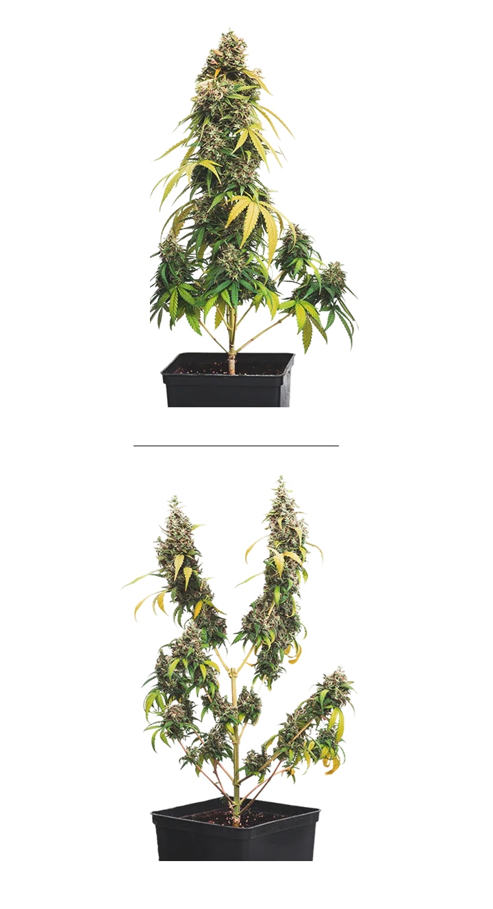Cannabis topping example (topped vs untopped) Side-by-side example of cannabis topping: untopped plant with one main cola compared to a topped plant with multiple colas