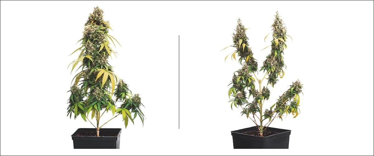 Cannabis topping example (topped vs untopped) Side-by-side example of cannabis topping: untopped plant with one main cola compared to a topped plant with multiple colas