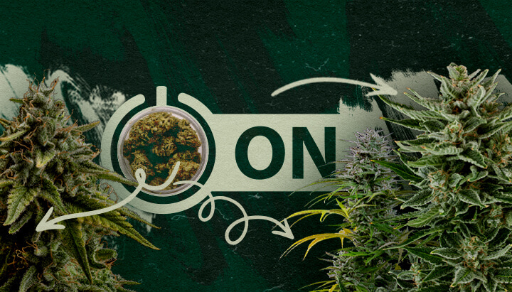 Recommended Cannabis Strains and Products After a Tolerance Break Cannabis buds in a jar with an