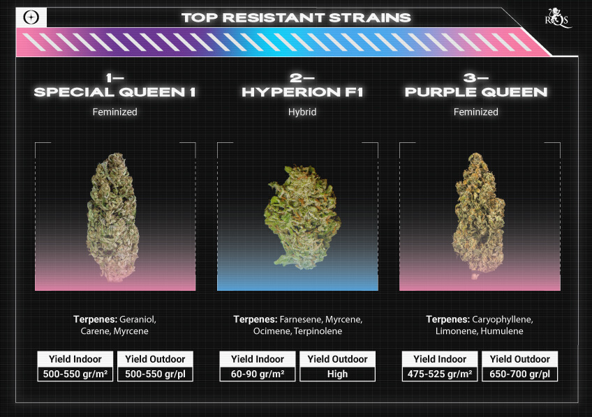 Top RQS Resistant Strains