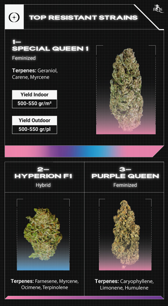 Top RQS Resistant Strains