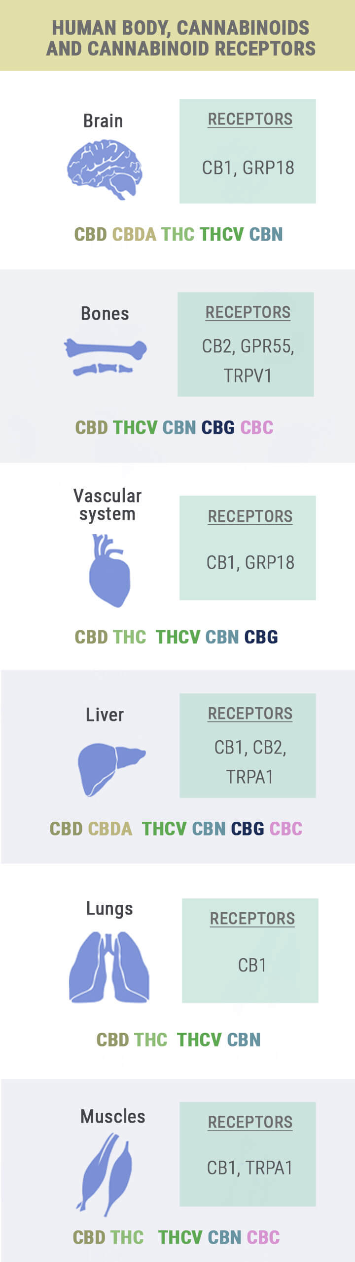 Body, Cannabinoids and Receptors