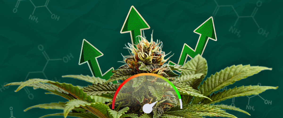 Organic Acids: Key to Thriving Cannabis Plants Explore how organic acids boost cannabis growth, enhance nutrient uptake, and improve overall plant health. Learn about their crucial role in cannabis cultivation.