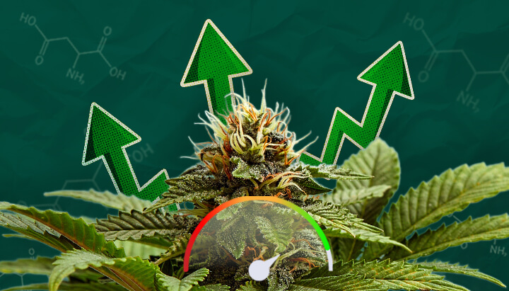 Organic Acids: Key to Thriving Cannabis Plants Explore how organic acids boost cannabis growth, enhance nutrient uptake, and improve overall plant health. Learn about their crucial role in cannabis cultivation.