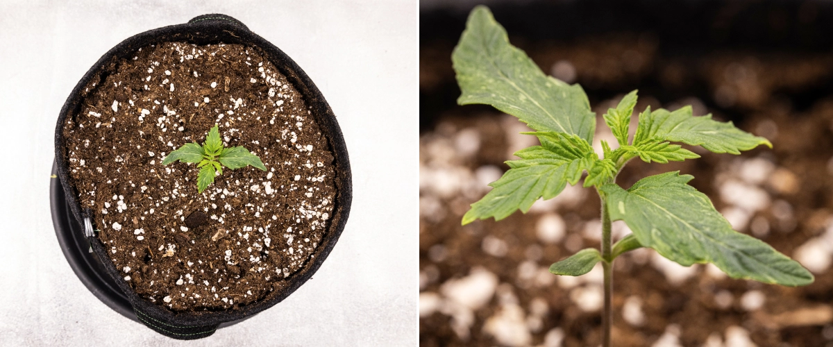 Royal Creamatic Grow Report: Week 1 Seedling Growth Royal Creamatic cannabis seedling in week 1, showing early growth, green leaves, slight leaf deformation, and perlite-rich soil.