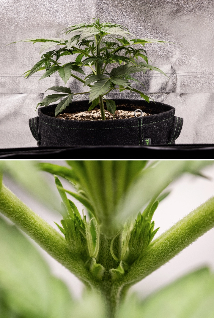 Royal Creamatic Grow Report: Week 3 Pre-Flowering Growth Royal Creamatic cannabis plant in week 3, showing compact growth, healthy foliage, visible pre-flowers, and a strong young stem.