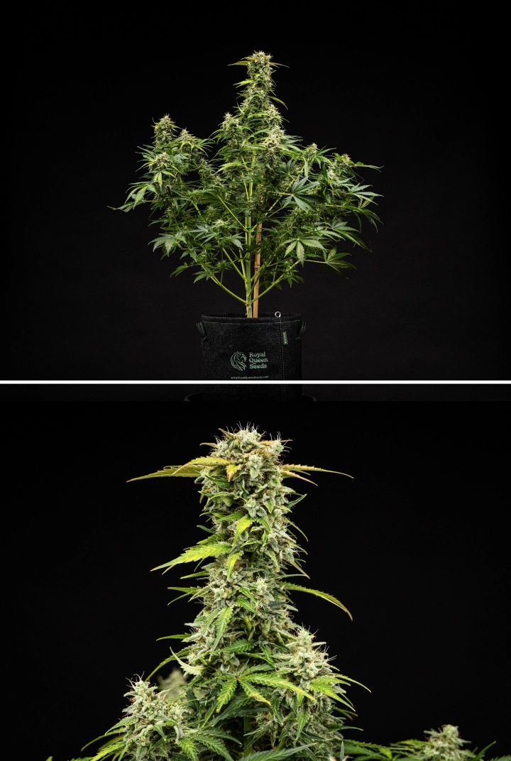 Royal Creamatic Grow Report: Week 9 Harvest-Ready Buds Royal Creamatic cannabis plant in week 9, showing harvest-ready buds, frosty trichomes, white pistils, and a strong main cola.