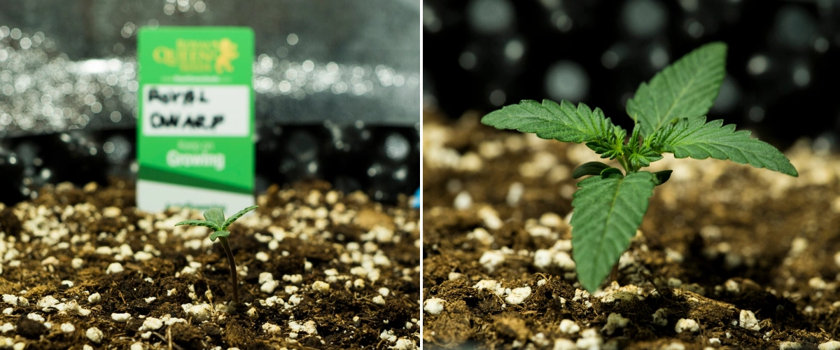 Royal Dwarf Grow Report: Week 1 Seedling Stage Royal Dwarf cannabis seedlings in week 1, showing early growth, green leaves, perlite-rich soil, and a Royal Queen Seeds packet.