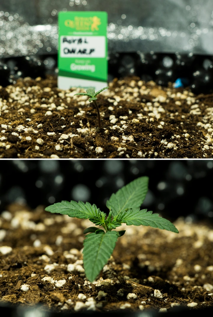 Royal Dwarf Grow Report: Week 1 Seedling Stage Royal Dwarf cannabis seedlings in week 1, showing early growth, green leaves, perlite-rich soil, and a Royal Queen Seeds packet.