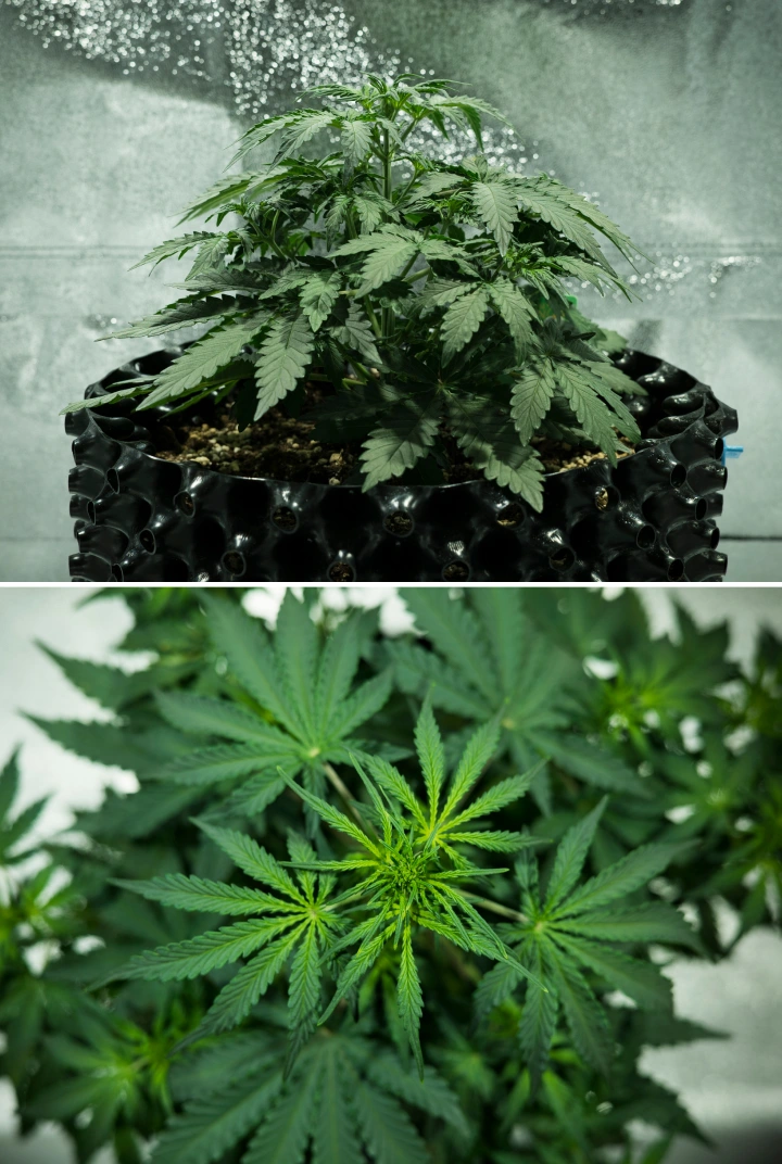 Royal Dwarf Grow Report: Week 3 Growth Spurt Royal Dwarf cannabis plant in week 3, showing compact leafy growth, early flowering signs, healthy green foliage, and an AirPot container.