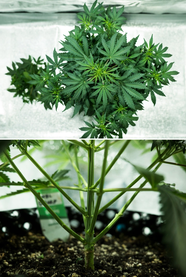 Royal Dwarf Grow Report: Week 4 Early Flowering Royal Dwarf cannabis plant in week 4, showing early flowering, healthy green foliage, strong branch structure, and a sturdy main stem.