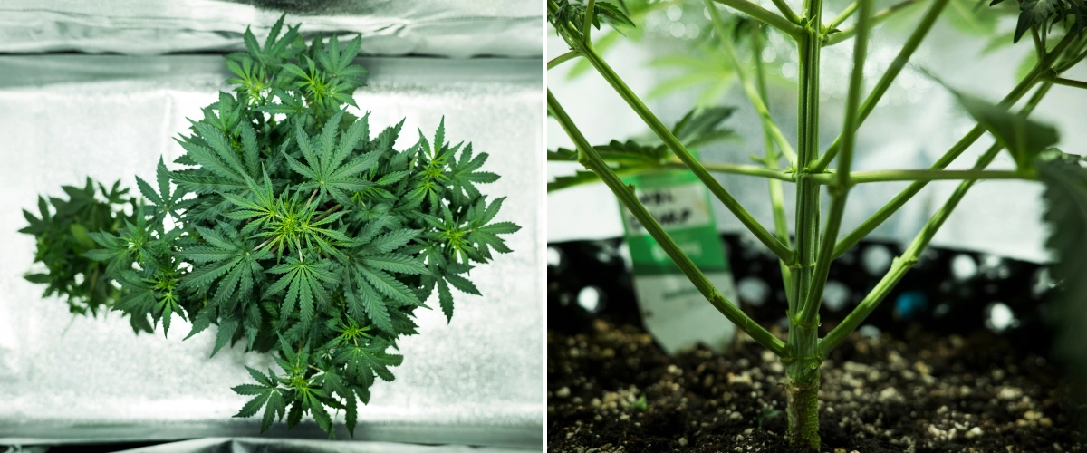 Royal Dwarf Grow Report: Week 4 Early Flowering Royal Dwarf cannabis plant in week 4, showing early flowering, healthy green foliage, strong branch structure, and a sturdy main stem.