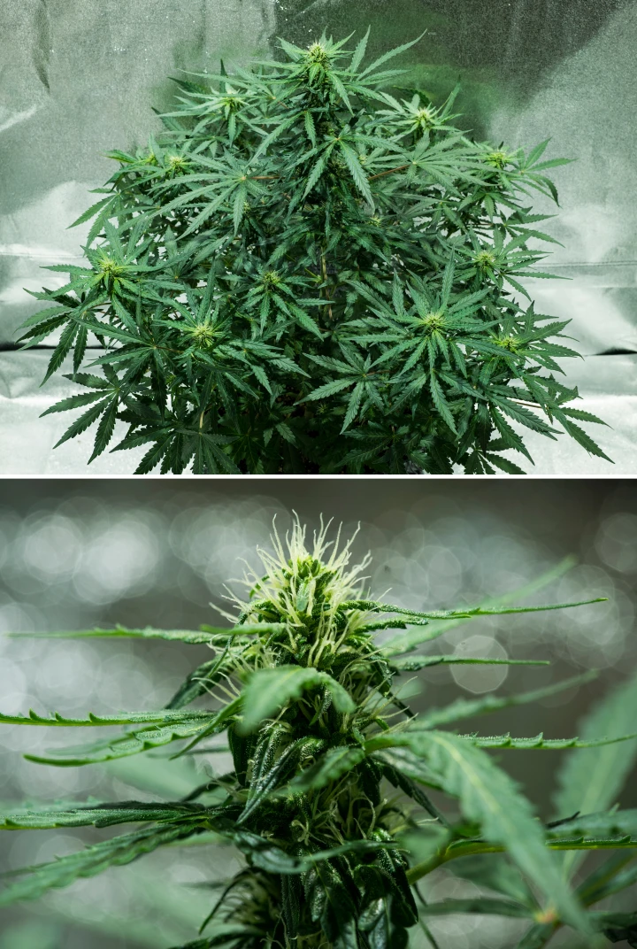 Royal Dwarf Grow Report: Week 5 Flower Development Royal Dwarf cannabis plant in week 5, showing developing buds, white pistils, healthy green foliage, and a compact flowering structure.