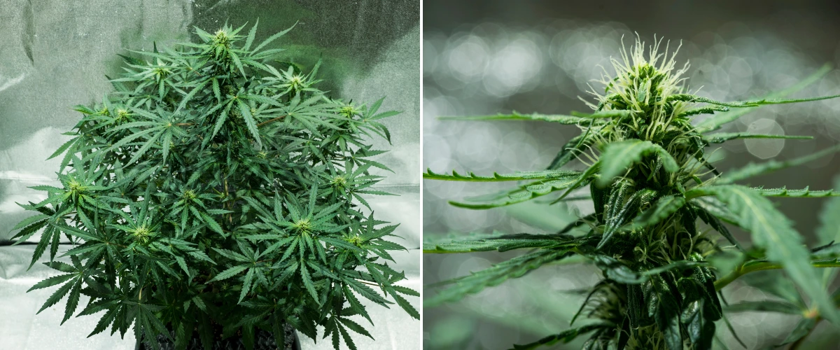 Royal Dwarf Grow Report: Week 5 Flower Development Royal Dwarf cannabis plant in week 5, showing developing buds, white pistils, healthy green foliage, and a compact flowering structure.