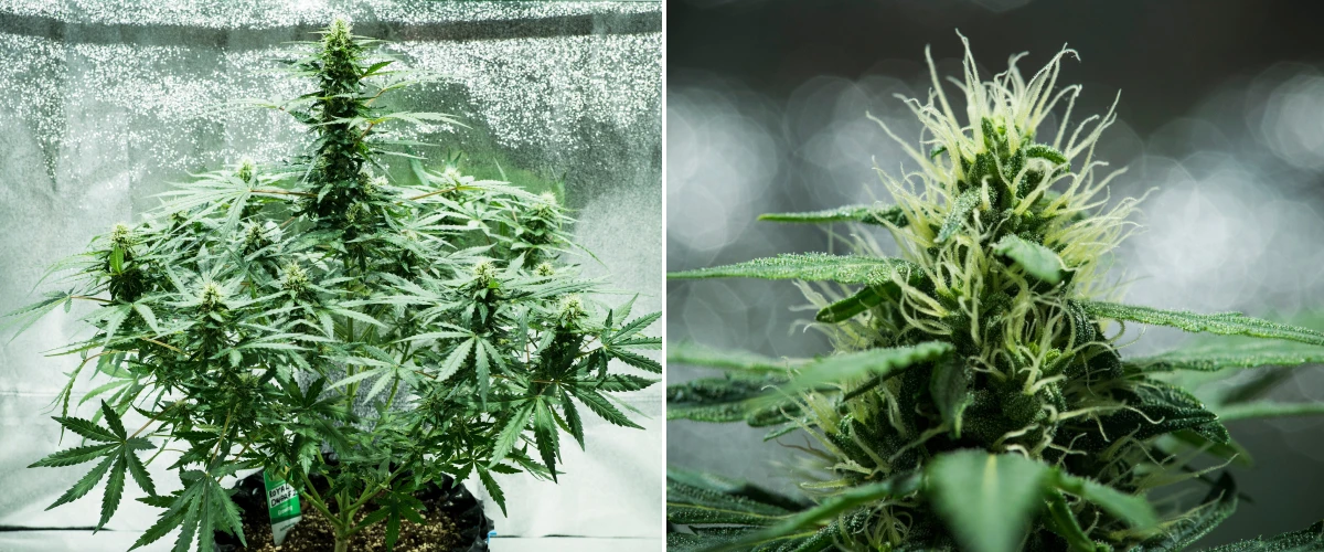 Royal Dwarf Grow Report: Week 6 Resin Production Royal Dwarf cannabis plant in week 6, showing resinous buds, white pistils, healthy foliage, and a tall main cola.