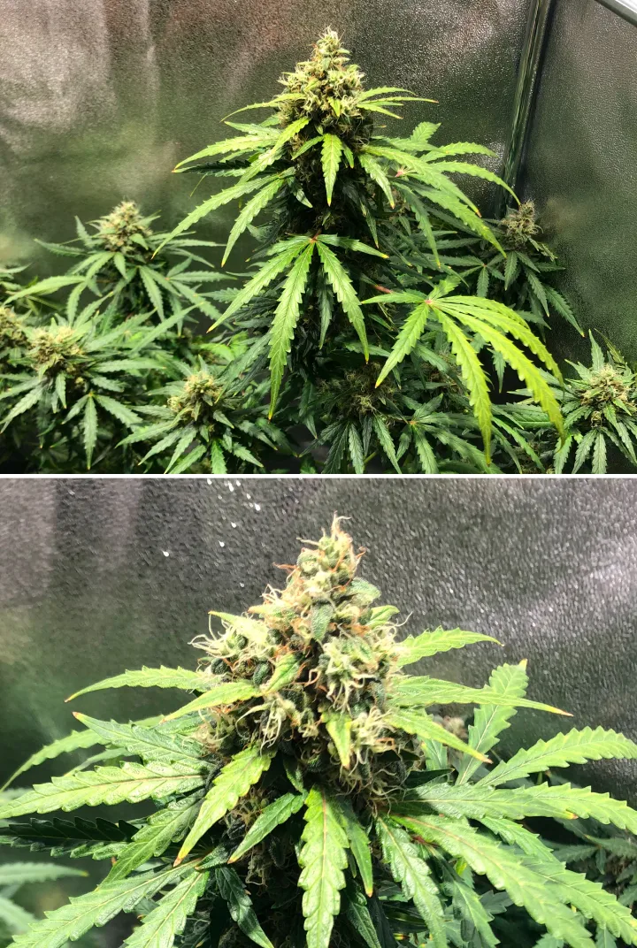 Royal Dwarf Grow Report: Week 8 Late Flowering Royal Dwarf cannabis plant in week 8, showing late flowering buds, orange pistils, resinous flowers, and healthy green foliage.