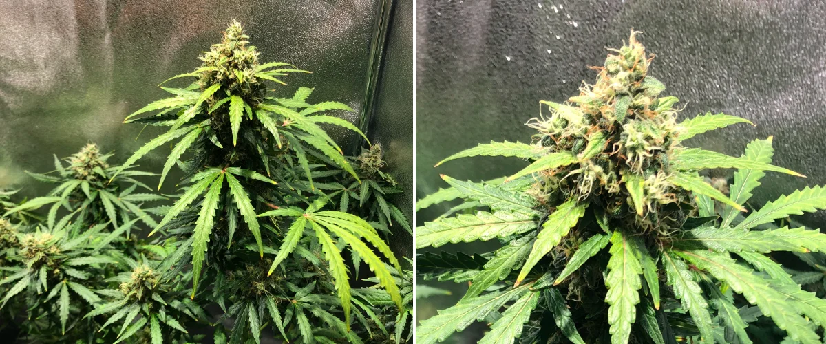 Royal Dwarf Grow Report: Week 8 Late Flowering Royal Dwarf cannabis plant in week 8, showing late flowering buds, orange pistils, resinous flowers, and healthy green foliage.