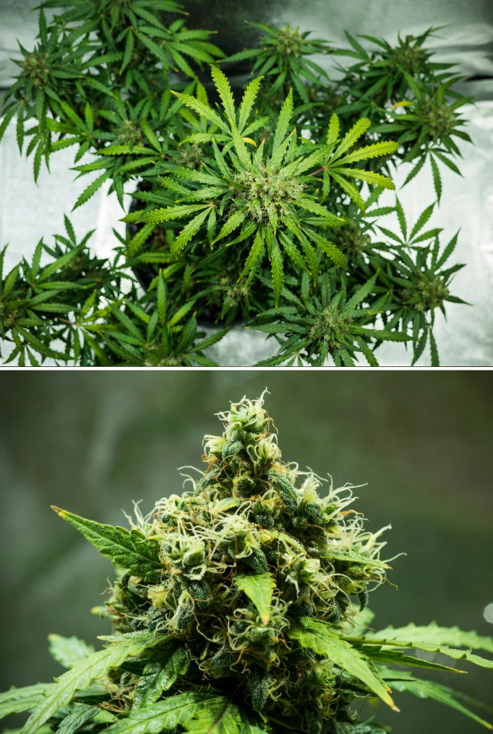 Royal Dwarf Grow Report: Week 9 Harvest-Ready Buds Royal Dwarf cannabis plant in week 9, showing harvest-ready buds, dense resinous flowers, orange pistils, and healthy green foliage.