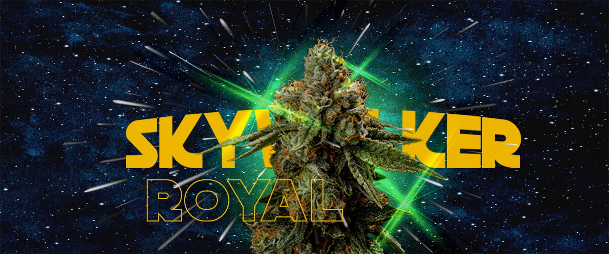 Royal Skywalker cannabis strain with green lightsabers and cosmic background, showcasing why growers love this vibrant strain.