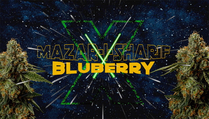 Star Wars-themed image featuring Mazar i Sharif and Blueberry cannabis strains, with green lightsabers and a cosmic background.