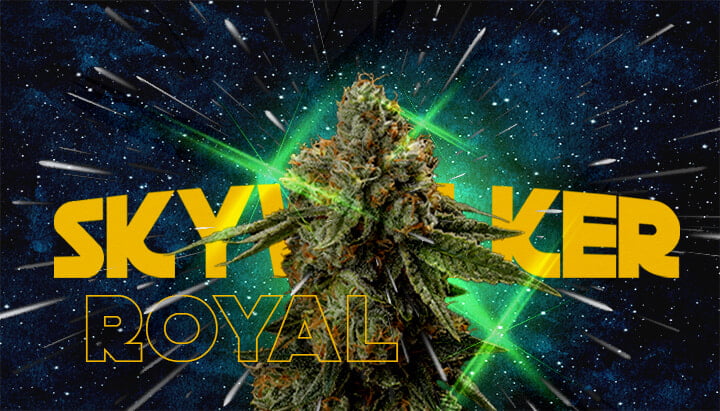 Royal Skywalker cannabis strain with green lightsabers and cosmic background, showcasing why growers love this vibrant strain.