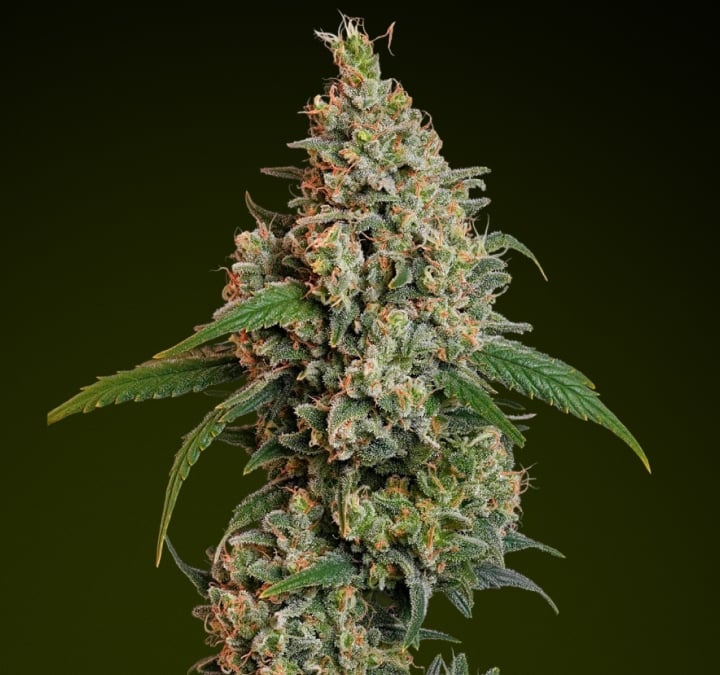Sour Diesel cannabis bud with frosty trichomes and bright green tones, known for its citrusy fuel-like flavour and energising effects ideal for daytime edibles