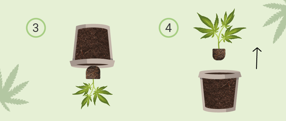 HOW TO TRANSPLANT CANNABIS