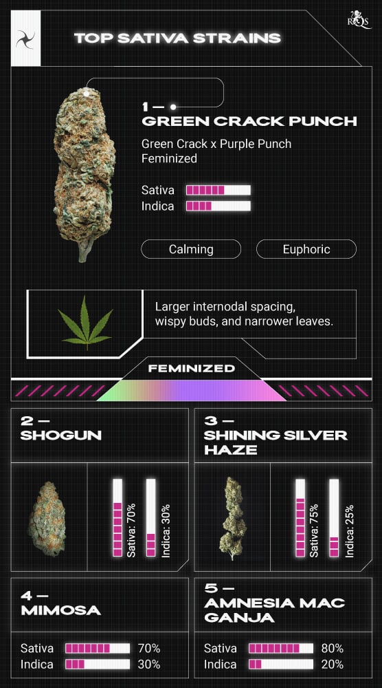 Top RQS Sativa Strains Top RQS Sativa Strains