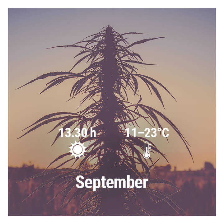 How To Grow Cannabis Outdoors In Germany, September