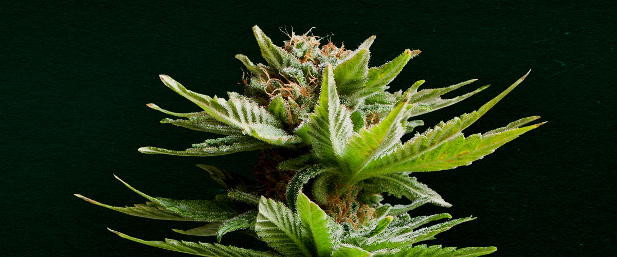 Shining Silver Haze: Best cannabis strain for cloning Why Shining Silver Haze is one of the best strains for cloning